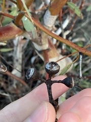 Eucalyptus drummondii