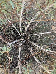 Eucalyptus drummondii