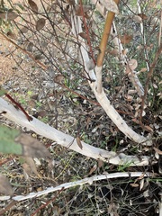 Eucalyptus drummondii