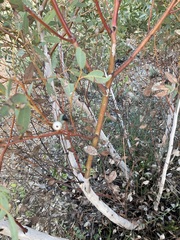 Eucalyptus drummondii