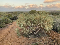 Eucalyptus drummondii