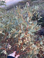 Eucalyptus drummondii