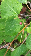 Harmandiola tremulae