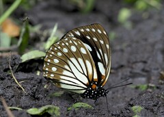 Charaxes crossleyi ansorgei