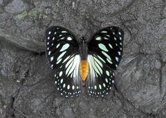 Charaxes crossleyi ansorgei