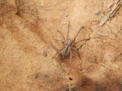 Sanogasta