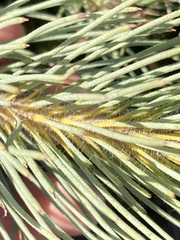 Melaleuca torulosa