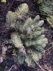 Melaleuca torulosa