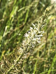 Thelypodium crispum