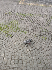 Columba livia domestica