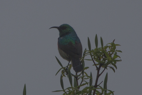 Eastern Double-collared Sunbird (Cinnyris mediocris), photo 9