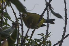 Zosterops eurycricotus