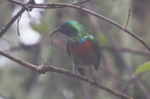 Eastern Double-collared Sunbird (Cinnyris mediocris), photo 2