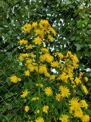 Hieracium umbellatum
