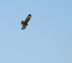 Hamirostra melanosternon