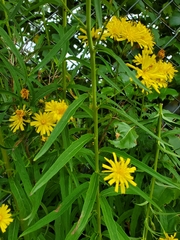Hieracium umbellatum