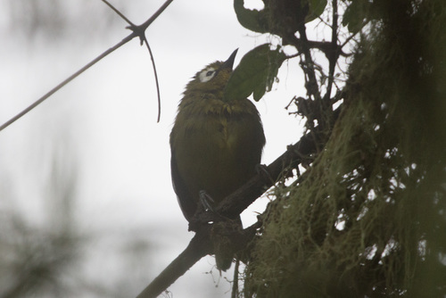 Broad-ringed White-eye (Zosterops eurycricotus), photo 7