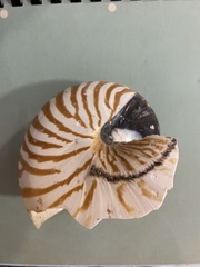 Nautilus pompilius