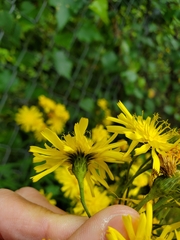 Hieracium umbellatum