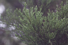 Juniperus procera image