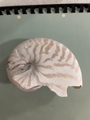 Nautilus pompilius