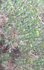 Ericameria pinifolia
