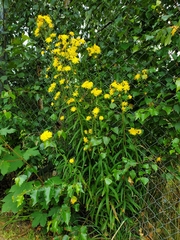 Hieracium umbellatum