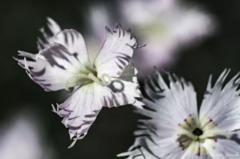 Dianthus hyssopifolius
