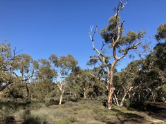 Eucalyptus wandoo