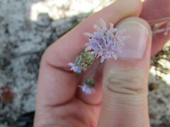 Phyllopodium cephalophorum