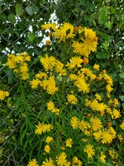 Hieracium umbellatum