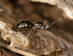 Formica lemani