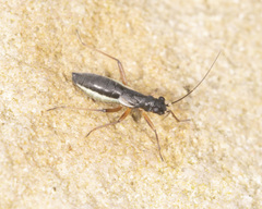 Pithanus maerkelii