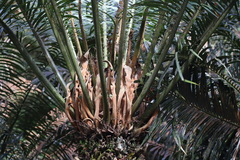 Cycas rumphii