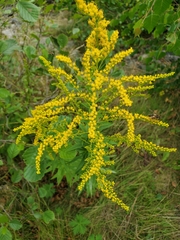 Solidago