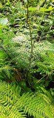 Polypodiopsida