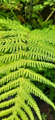 Polypodiopsida