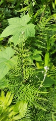 Polypodiopsida