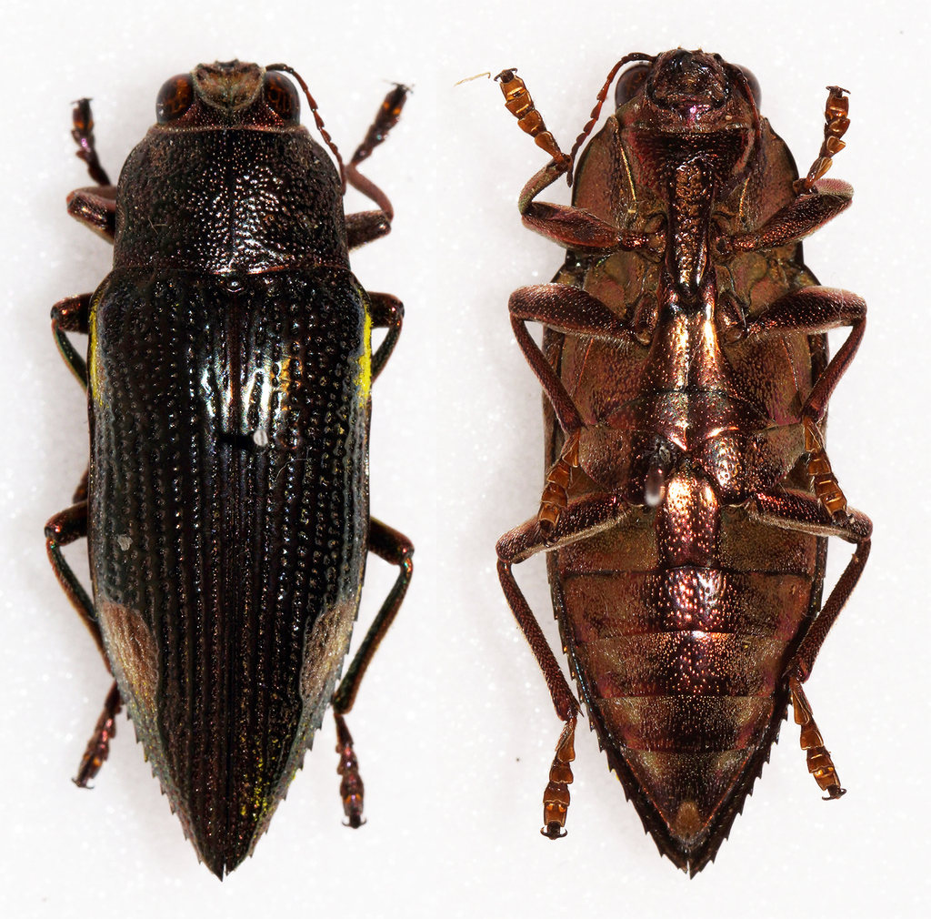Chrysodema apoensis