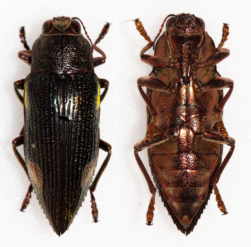 Chrysodema apoensis · iNaturalist