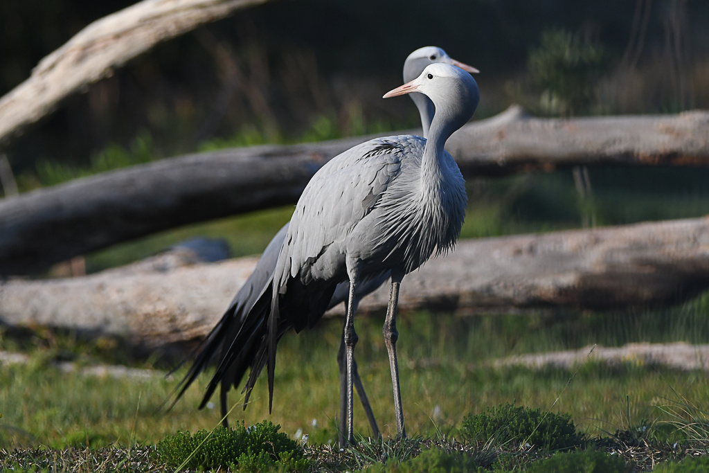 Blue Crane from Royalston Estate, Kragga Kamma Rd, Colleen Glen ...