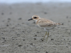 Charadrius leschenaultii