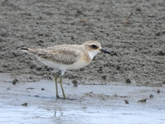 Charadrius leschenaultii