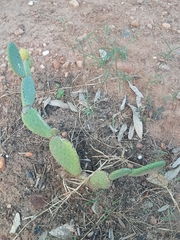 Tacinga inamoena