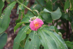 Costus phyllocephalus