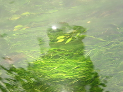 Potamogeton octandrus