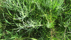 Senecio rosmarinifolius