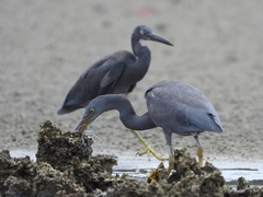 Egretta sacra