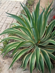 Agave