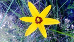 Pauridia canaliculata